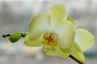 Geniş limon orkidesinin yakın çekimi