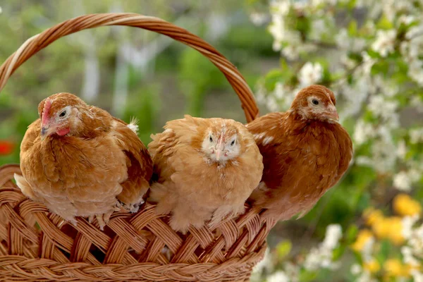 Chickens Sitting Basket Background Blooming Garden Easter — Stock Photo, Image
