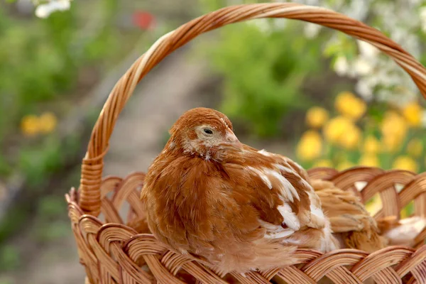 在一个盛开的复活节花园的背景下 小鸡坐在篮子上 — 图库照片