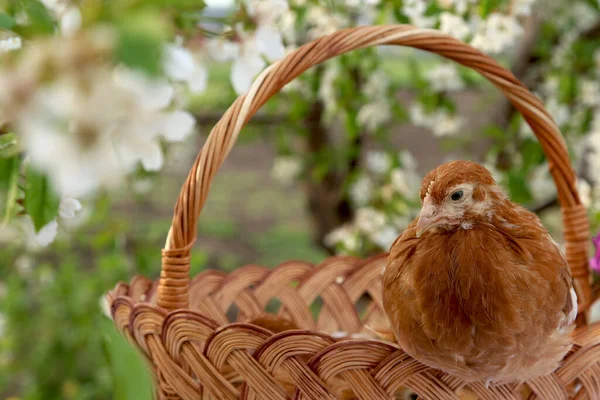 Poulets Assis Sur Panier Arrière Plan Jardin Fleuri Pour Pâques — Photo