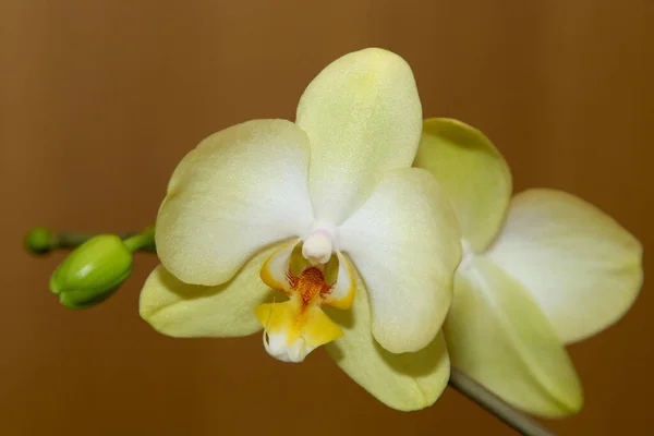 Close Tender Large Open Lemon Orchid — Stock Photo, Image