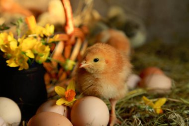 Paskalya süslemesi - Tavukların efendisi Gray, Tetra, saman, sepet, yumurta ve çuha çiçeğinin arka planında çıplak bir boyunla