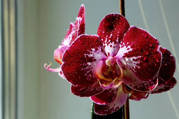 Orchidée Rouge Foncé Solitaire Gros Plan Sur Rebord Fenêtre — Photo