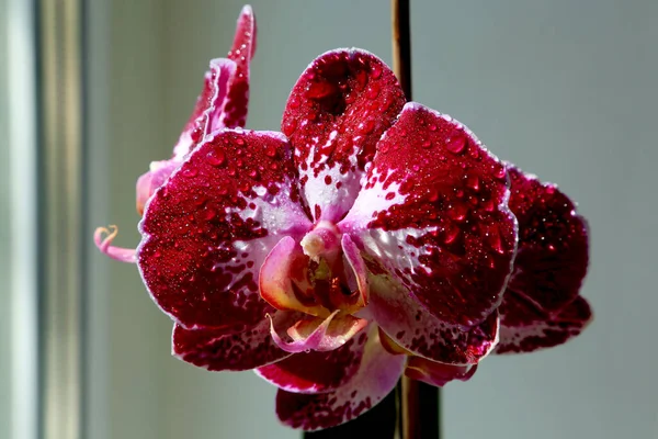 Orchidée Rouge Foncé Solitaire Gros Plan Sur Rebord Fenêtre — Photo