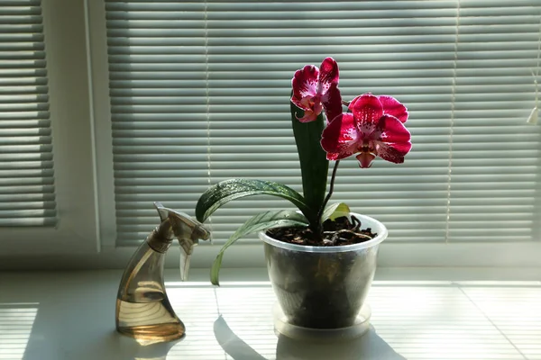 Dark Spotted Red Orchid White Windowsill Background Blinds Spray Flowers — Stock Photo, Image