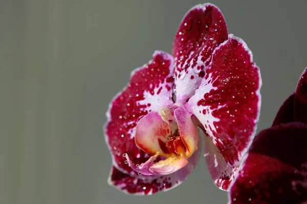 Einsame Dunkelrote Orchidee Großaufnahme Auf Der Fensterbank — Stockfoto