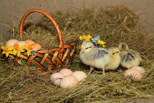 复活节装饰 鸡的灰色主人 一个裸颈背对着干草 蛋和报春花背景 — 图库照片