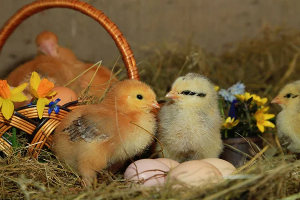 Easter Decoration Chickens Master Gray Tetra Bare Neck Background Hay — Stock Photo, Image