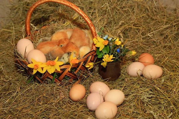 复活节装饰 在篮子里睡觉的小鸡 格雷主人 光着脖子 躺在干草 鸡蛋和报春花中间 — 图库照片