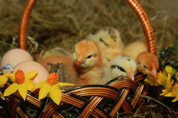 Décoration Pâques Poulets Master Gray Tetra Avec Cou Sur Fond — Photo