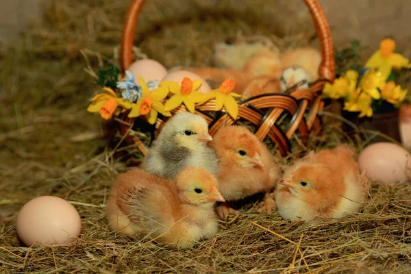 Easter Decoration Chickens Master Gray Tetra Bare Neck Background Hay — Stock Photo, Image