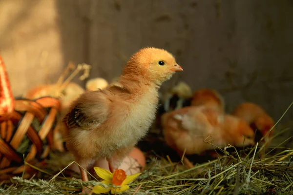 Easter Decoration Chickens Master Gray Tetra Bare Neck Background Hay — Stock Photo, Image