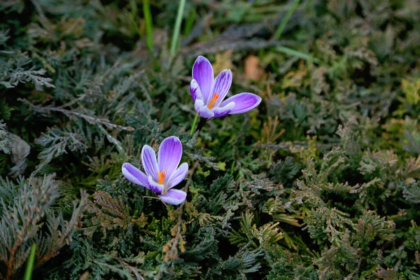 Gros Plan Grands Crocus Rayures Violettes Étamines Orange Dans Jardin — Photo