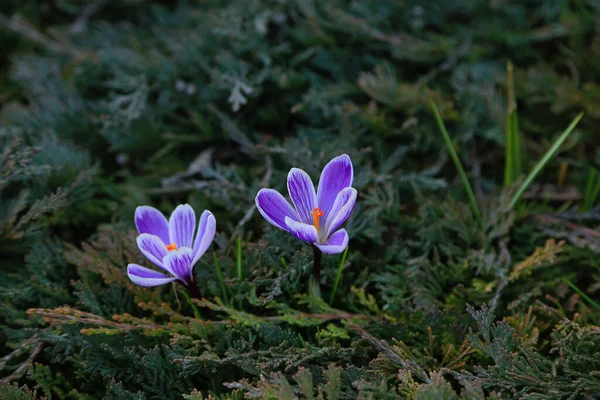 Close Large Purple Striped Blooming Crocuses Orange Stamens Garden — Stock Photo, Image