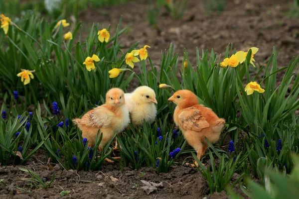 Trois Petits Poussins Deux Renards Poulet Griller Fleurs Jaunes Jonquilles — Photo