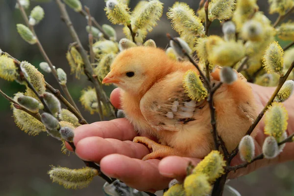 Fuchsküken Sitzen Auf Der Handfläche Den Blühenden Zweigen Der Weide — Stockfoto