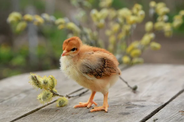 Kleines Huhn Mit Nacktem Hals Oder Spanierin Auf Hölzernem Hintergrund — Stockfoto