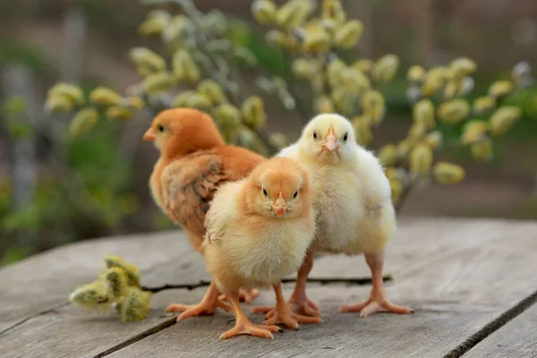 Drei Hühner Zwei Fuchshühner Und Ein Masthähnchen Auf Einem Hölzernen — Stockfoto