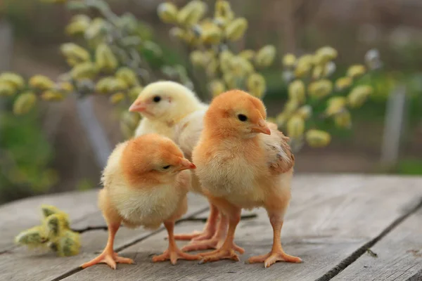Drie Kippen Twee Vossenkippen Een Vleeskuiken Een Houten Achtergrond Met — Stockfoto