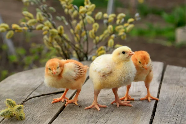 Três Frango Dois Frango Raposa Frango Corte Contexto Madeira Com — Fotografia de Stock