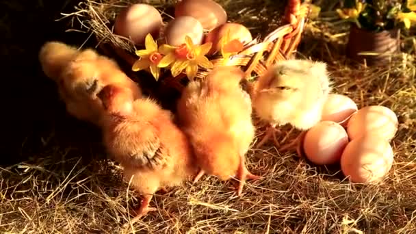 黄色の水仙 プリムローズと卵とウィッカーバスケット上の干し草の中のキツネの鶏 マスターグレーの鶏や裸の鶏の放牧 — ストック動画