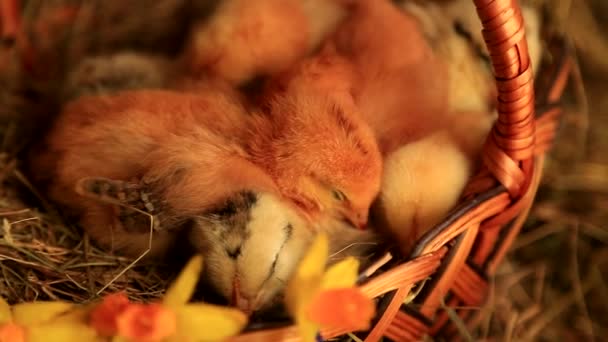 Pollitos Zorro Duermen Una Canasta Mimbre Sobre Fondo Heno Narcisos — Vídeos de Stock