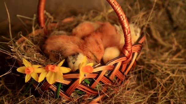 Little Fox Chickens Sleep Wicker Basket Background Hay Yellow Daffodils — Stock Video