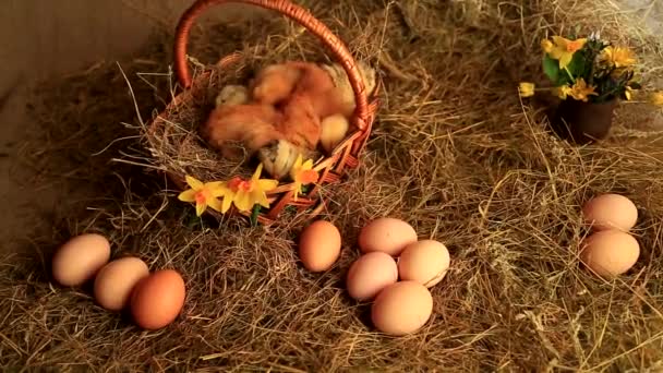 小さなキツネの鶏は 干し草 開花水仙 桜の木の下の粘土の花瓶の背景にあるウィッカーバスケットで眠ります — ストック動画