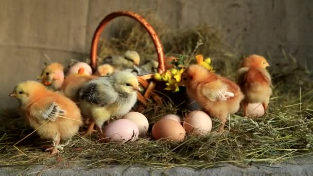 黄色の水仙 プリムローズと卵とウィッカーバスケット上の干し草の中のキツネの鶏 マスターグレーの鶏や裸の鶏の放牧 — ストック動画