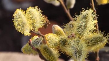 Arılar çiçek açan söğütte nektarla polen toplar ve polen toplarlar.