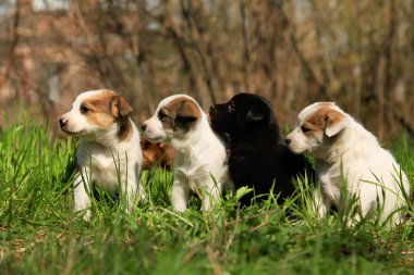 Beş beyaz, kahverengi ve siyah kırma köpek yavrusu çimlerin üzerinde oturuyor.