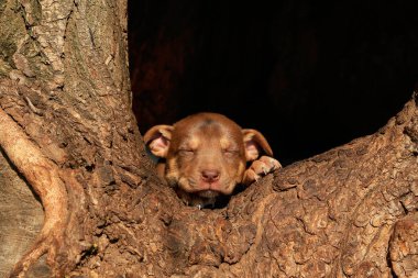 Küçük kahverengi köpek yavrusu söğüt ağacında yatıyor.