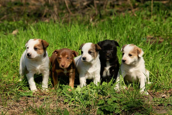 Five white, brown and black mongrel puppies are sitting in a row on the grass
