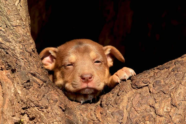 Kleine Bruine Puppy Bastaard Ligt Een Holle Wilg — Stockfoto