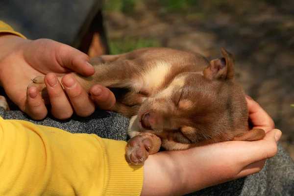 Küçük kahverengi köpek bir kızın kollarında tatlı tatlı uyuyor.