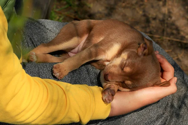 Kleine Bruine Puppy Bastaard Zoet Slapen Armen Van Een Meisje — Stockfoto