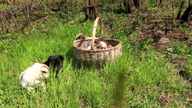 Dışarıda yeşil çimlerin üzerinde beş köpek yavrusu var. Bazıları sepetin içinde, diğerleri onun etrafında koşuyor..