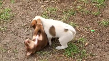 İki küçük köpek yavrusu bahçede takla atıyor, ısırıyor. Savaşmayı ve savunmayı öğren..