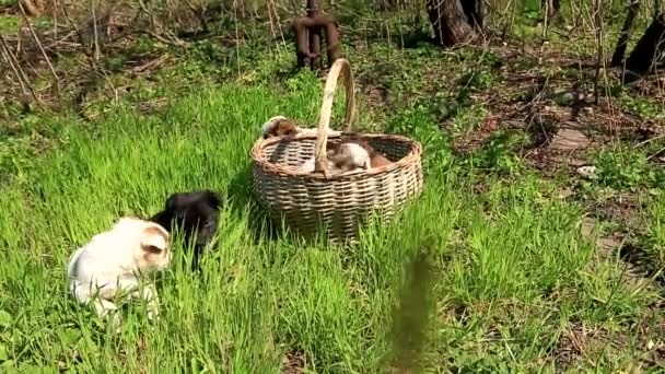 Cinco Rizos Cachorro Afuera Sobre Fondo Hierba Verde Algunos Están — Vídeos de Stock