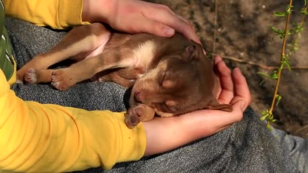 Girl Gently Strokes Small Brown Sleeping Puppy Lying Her Lap — Stock Video