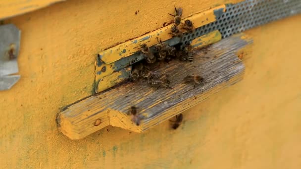 Karya Lebah Dalam Closeup Apiary Pintu Masuk Sarang Lebah Kedatangan — Stok Video