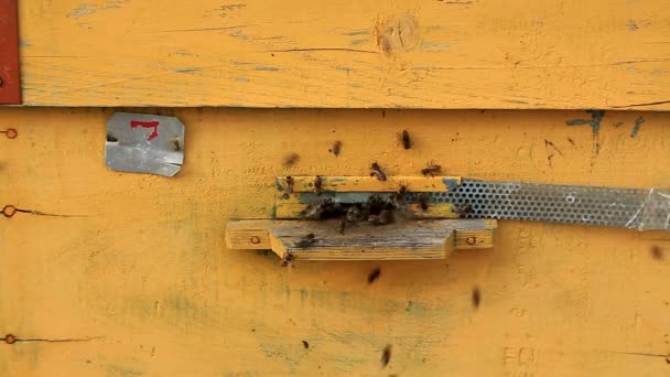 Работа Пчел Пасеке Крупным Планом Вход Улей Прибытие Отъезд Пчел — стоковое видео