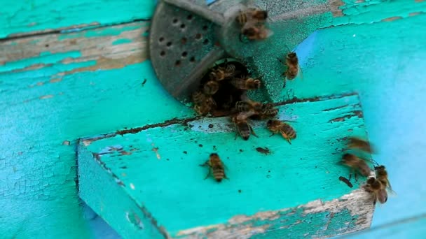 養蜂場でのミツバチの仕事 巣への入り口だ 蜂の到着と出発 蜜と花粉の収集 — ストック動画