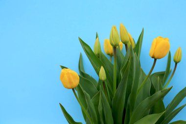 Mavi arka planda sarı laleler. Sevgililer Günü için kartpostal şablonu, Anneler Günü, 8 Mart, düğün, doğum günü veya yıldönümü.