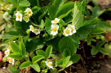 Bahçede çiçek açan çilek çalıları. Çilek yetiştiriyorum. Tarım. Çiftçilik. Beyaz çiçekli yeşil çalı.