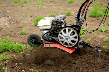 Cultivation of a garden by a motor-cultivator. Plowing the land. Loosening before landing. Farming and agriculture. Cultivating the land. clipart