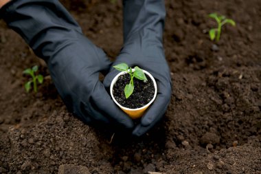 Bahçedeki toprağa tatlı biber tohumları ekiyorum. Siyah eldivenli iki el. Çiftçilik. Yeşil enerji. Ekoloji. Organik tarım. Sebze yetiştiriyorum. Tarım.