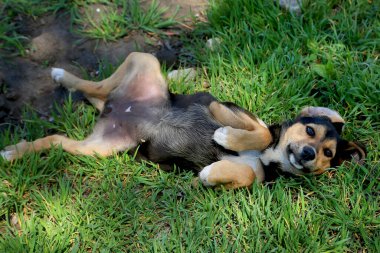 Kırmızı-siyah-beyaz köpek yavrusu bahçedeki yeşil çimlerde sevinçten yuvarlanıyor. Yavru köpecik. Evsiz hayvanlara bakmak. Bir oyun.