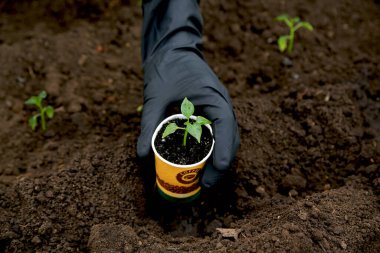 Bahçedeki toprağa tatlı biber tohumları ekiyorum. Siyah eldivenli iki el. Çiftçilik. Yeşil enerji. Ekoloji. Organik tarım. Sebze yetiştiriyorum. Tarım.