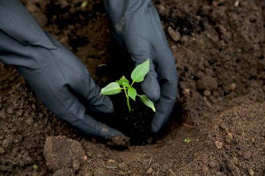 Bahçedeki toprağa tatlı biber tohumları ekiyorum. Siyah eldivenli iki el. Çiftçilik. Yeşil enerji. Ekoloji. Organik tarım. Sebze yetiştiriyorum. Tarım.